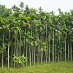 10 Acre a Agriculture land for sale Gurupura Kaikamba.