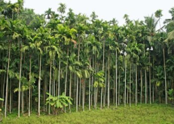 10 Acre a Agriculture land for sale  Gurupura Kaikamba.