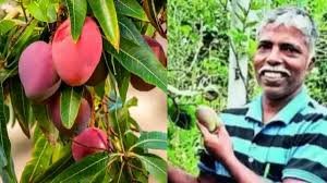 The world’s most expensive mangoes, cultivated on a terrace in Udupi, offer a blueprint for home growers