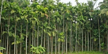 10 Acre a Agriculture land for sale  Gurupura Kaikamba.