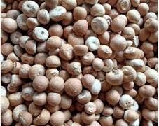 Arecanut Price Surge in the State